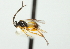  ( - CASENT2163225)  @12 [ ] CreativeCommons - Attribution (2010) CBG Photography Group Centre for Biodiversity Genomics