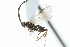  ( - 07PROBE-24572)  @12 [ ] CreativeCommons - Attribution (2010) CBG Photography Group Centre for Biodiversity Genomics
