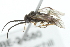  ( - 07PROBE-24580)  @13 [ ] CreativeCommons - Attribution (2010) CBG Photography Group Centre for Biodiversity Genomics