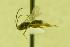  (Microplitis jft57 - HYM00000366)  @12 [ ] Unspecified (default): All Rights Reserved  Unspecified Unspecified