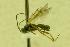  (Microplitis jft33 - HYM00000375)  @12 [ ] Unspecified (default): All Rights Reserved  Unspecified Unspecified