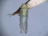  (Distantasca bulbosa - EMP006)  @11 [ ] Copyright (2010) Unspecified Northwest Agriculture and Forest University