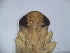  ( - EMP141)  @11 [ ] Copyright (2010) Unspecified Northwest Agriculture and Forest University