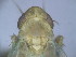  (Hebata amurensis - EMP145)  @11 [ ] Copyright (2010) Unspecified Northwest Agriculture and Forest University