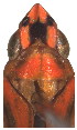  (Cunedda punctata - EVA-CU-1-1)  @11 [ ] Copyright (2010) Unspecified Northwest Agriculture and Forest University