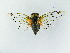  (Auritibicen flammatus - CIC-Ly-f-1)  @11 [ ] Copyright (2010) Unspecified Northwest Agriculture and Forest University