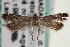  ( - CNCILEP0000176)  @13 [ ] CreativeCommons - Attribution (2013) CNC/CBG Photography Group Centre for Biodiversity Genomics