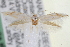 (Bucculatrix solidaginiella - CNCLEP00000195)  @13 [ ] CreativeCommons - Attribution (2013) CNC/CBG Photography Group Centre for Biodiversity Genomics
