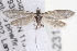  ( - CNCLEP00002319)  @13 [ ] CreativeCommons - Attribution (2013) CNC/CBG Photography Group Centre for Biodiversity Genomics