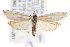  ( - CNCLEP00007051)  @15 [ ] CreativeCommons - Attribution (2013) CNC/CBG Photography Group Centre for Biodiversity Genomics