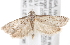  ( - CNCLEP00008298)  @12 [ ] CreativeCommons - Attribution (2013) CNC/CBG Photography Group Centre for Biodiversity Genomics