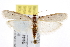  ( - CNCLEP00010735)  @15 [ ] CreativeCommons - Attribution (2013) CBG Photography Group Centre for Biodiversity Genomics
