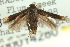  ( - CNCLEP00014280)  @11 [ ] CreativeCommons - Attribution (2013) CNC/CBG Photography Group Centre for Biodiversity Genomics