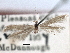  ( - CNCLEP00018203)  @11 [ ] CreativeCommons - Attribution (2013) CNC/CBG Photography Group Centre for Biodiversity Genomics