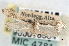  (Rhigognostis poulella - CNCLEP00018584)  @11 [ ] CreativeCommons - Attribution (2013) CNC/CBG Photography Group Centre for Biodiversity Genomics