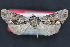  (Hyppa potamus - CNCLEP00019491)  @12 [ ] CreativeCommons - Attribution (2013) CNC/CBG Photography Group Centre for Biodiversity Genomics