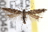  (Aristotelia adenostomae - CNCLEP00020045)  @15 [ ] CreativeCommons - Attribution (2013) CNC/CBG Photography Group Centre for Biodiversity Genomics