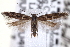  ( - CNCLEP00020046)  @14 [ ] CreativeCommons - Attribution (2013) CNC/CBG Photography Group Centre for Biodiversity Genomics