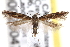  ( - CNCLEP00020047)  @15 [ ] CreativeCommons - Attribution (2013) CNC/CBG Photography Group Centre for Biodiversity Genomics