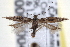  ( - CNCLEP00020048)  @14 [ ] CreativeCommons - Attribution (2013) CNC/CBG Photography Group Centre for Biodiversity Genomics