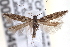  ( - CNCLEP00020049)  @14 [ ] CreativeCommons - Attribution (2013) CNC/CBG Photography Group Centre for Biodiversity Genomics
