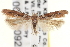  (Aristotelia salicifungiella - CNCLEP00020092)  @15 [ ] CreativeCommons - Attribution (2013) CNC/CBG Photography Group Centre for Biodiversity Genomics