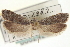  ( - CNCLEP00024290)  @13 [ ] CreativeCommons - Attribution (2013) CNC/CBG Photography Group Centre for Biodiversity Genomics