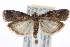  ( - CNCLEP00042953)  @14 [ ] CreativeCommons - Attribution (2013) CBG Photography Group Centre for Biodiversity Genomics