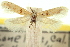  ( - CNCLEP00056441)  @11 [ ] CreativeCommons - Attribution (2013) CNC/CBG Photography Group Centre for Biodiversity Genomics