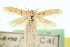  ( - CNCLEP00056442)  @11 [ ] CreativeCommons - Attribution (2013) CNC/CBG Photography Group Centre for Biodiversity Genomics