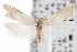  ( - CNCLEP00056533)  @11 [ ] CreativeCommons - Attribution (2013) CNC/CBG Photography Group Centre for Biodiversity Genomics