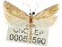  ( - CNCLEP00056590)  @11 [ ] CreativeCommons - Attribution (2013) CNC/CBG Photography Group Centre for Biodiversity Genomics