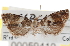 ( - CNCLEP00059410)  @12 [ ] CreativeCommons - Attribution (2013) CNC/CBG Photography Group Centre for Biodiversity Genomics
