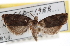  (Epinotia abbreviana - CNCLEP00059411)  @14 [ ] CreativeCommons - Attribution (2013) CNC/CBG Photography Group Centre for Biodiversity Genomics