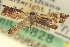  ( - CNCLEP00059649)  @11 [ ] CreativeCommons - Attribution (2013) CNC/CBG Photography Group Centre for Biodiversity Genomics