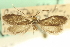  ( - CNCLEP00059660)  @11 [ ] CreativeCommons - Attribution (2013) CNC/CBG Photography Group Centre for Biodiversity Genomics