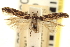  ( - CNCLEP00061551)  @11 [ ] CreativeCommons - Attribution (2013) CNC/CBG Photography Group Centre for Biodiversity Genomics