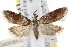  ( - CNCLEP00068968)  @13 [ ] CreativeCommons - Attribution (2013) CNC/CBG Photography Group Centre for Biodiversity Genomics