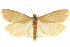  (Pelochrista immaculana - CNCLEP00089992)  @15 [ ] CreativeCommons - Attribution (2013) CNC/CBG Photography Group Centre for Biodiversity Genomics