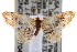  ( - CNCLEP00097048)  @13 [ ] CreativeCommons - Attribution (2013) CBG Photography Group Centre for Biodiversity Genomics