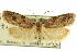 (Machimia trigama - CNCLEP00098507)  @11 [ ] CreativeCommons - Attribution (2013) CNC/CBG Photography Group Centre for Biodiversity Genomics