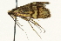  ( - CNCLEP00098585)  @12 [ ] CreativeCommons - Attribution (2013) CNC/CBG Photography Group Centre for Biodiversity Genomics