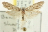  ( - CNCLEP00098590)  @14 [ ] CreativeCommons - Attribution (2013) CNC/CBG Photography Group Centre for Biodiversity Genomics