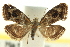  ( - CNCLEP00098593)  @11 [ ] CreativeCommons - Attribution (2013) CNC/CBG Photography Group Centre for Biodiversity Genomics