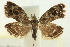  ( - CNCLEP00098594)  @14 [ ] CreativeCommons - Attribution (2013) CNC/CBG Photography Group Centre for Biodiversity Genomics