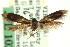  ( - CNCLEP00098651)  @11 [ ] CreativeCommons - Attribution (2013) CNC/CBG Photography Group Centre for Biodiversity Genomics