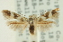  ( - CNCLEP00098652)  @11 [ ] CreativeCommons - Attribution (2013) CNC/CBG Photography Group Centre for Biodiversity Genomics