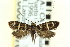  ( - CNCLEP00098676)  @14 [ ] CreativeCommons - Attribution (2013) CNC/CBG Photography Group Centre for Biodiversity Genomics