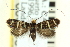  ( - CNCLEP00098677)  @14 [ ] CreativeCommons - Attribution (2013) CNC/CBG Photography Group Centre for Biodiversity Genomics