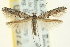  (Epermenia cicutaella - CNCLEP00098721)  @15 [ ] CreativeCommons - Attribution (2013) CNC/CBG Photography Group Centre for Biodiversity Genomics